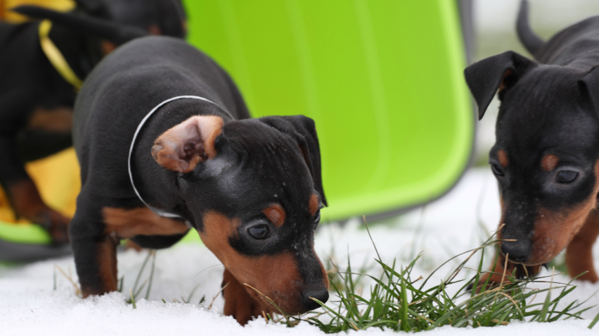 I Sverige beräknas 78 000 hundar ha allergi vilket innebär livslång behandling. Foto: Shutterstock